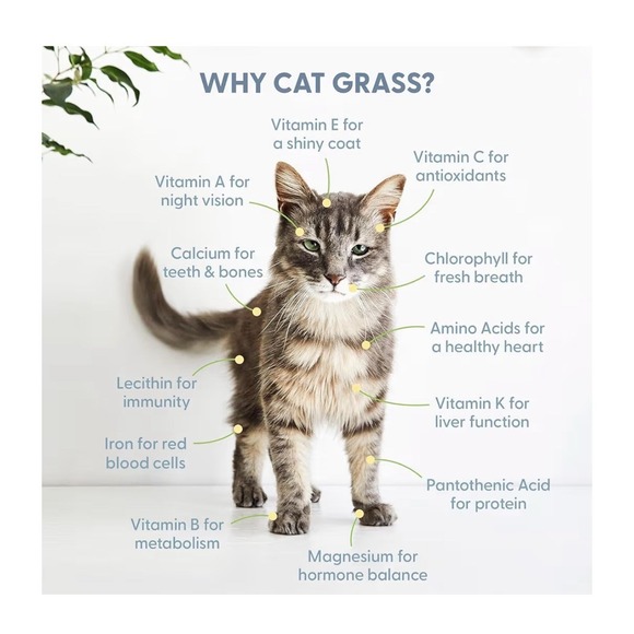 The Cat Ladies Cat Grass Refill Kit 100% Organic 3 Pack - Picture 4 of 5